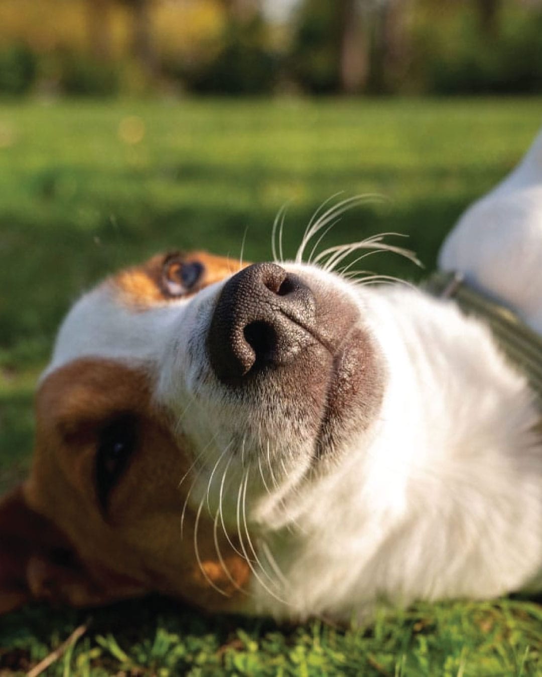 Pousada que aceita PET em Canela